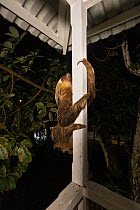 Hoffmann's Two-toed Sloth (Choloepus hoffmanni) climbing building, Puerto Viejo de Talamanca, Costa Rica