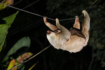 Hoffmann's Two-toed Sloth (Choloepus hoffmanni) mother with young hanging on powerline, a threat of electrocution for sloths, Puerto Viejo de Talamanca, Costa Rica