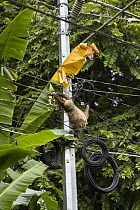Hoffmann's Two-toed Sloth (Choloepus hoffmanni) electrocuted on powerline, Puerto Viejo de Talamanca, Costa Rica