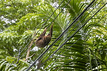 Hoffmann's Two-toed Sloth (Choloepus hoffmanni) hanging on powerline, a threat of electrocution for sloths, Puerto Viejo de Talamanca, Costa Rica