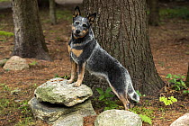 Australian Cattle Dog (Canis familiaris), North America