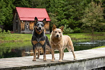 Australian Cattle Dog (Canis familiaris) pair, North America