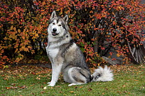 Alaskan Malamute (Canis familiaris), North America