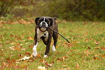 Boxer (Canis familiaris) playing fetch, North America