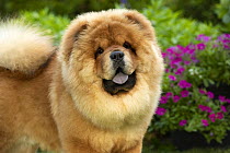 Chow Chow (Canis familiaris), North America