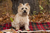 Cairn Terrier (Canis familiaris), North America