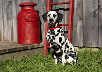 Dalmatian (Canis familiaris), North America