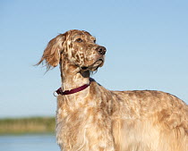 English Setter (Canis familiaris), North America
