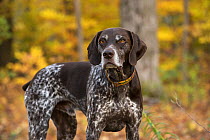 German Shorthaired Pointer (Canis familiaris), North America