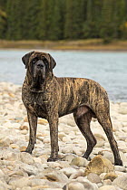 Mastiff (Canis familiaris), North America
