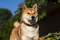 Shiba Inu (Canis familiaris), North America