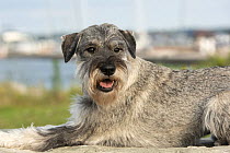Standard Schnauzer (Canis familiaris), North America