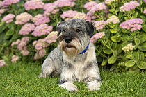 Standard Schnauzer (Canis familiaris), North America