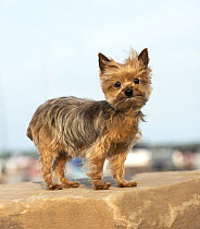 Yorkshire Terrier (Canis familiaris), North America