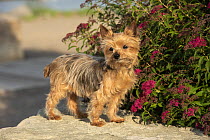 Yorkshire Terrier (Canis familiaris), North America