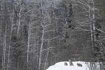 Canada Lynx (Lynx canadensis) kittens in winter, northern Minnesota