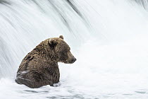 Brown Bear (Ursus arctos) at base of waterfall, Brooks Falls, Katmai National Park, Alaska