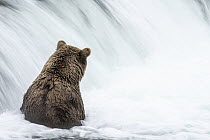 Brown Bear (Ursus arctos) at base of waterfall, Brooks Falls, Katmai National Park, Alaska