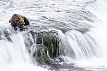 Brown Bear (Ursus arctos) fishing at waterfall, Brooks Falls, Katmai National Park, Alaska