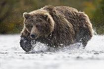 Brown Bear (Ursus arctos) male foraging for salmon, Katmai National Park, Alaska