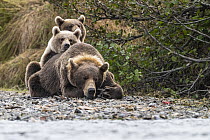 Brown Bear (Ursus arctos) cubs on sleeping mother, Katmai National Park, Alaska