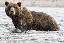 Brown Bear (Ursus arctos) male in river, Katmai National Park, Alaska