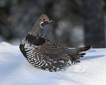 Spruce Grouse (Falcipennis canadensis) male in winter, northern Minnesota