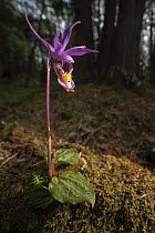 Fairy Slipper Orchid (Calypso bulbosa) flower in old growth Northern White Cedar (Thuja occidentalis) forest, northern Minnesota