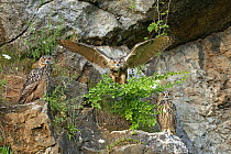 Eurasian Eagle-Owl (Bubo bubo) fledglings, Germany