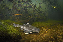 Armored Catfish (Loricariidae), Pantanal, Brazil