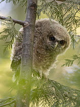 Spotted Owl (Strix occidentalis) chick, Sierra Nevada, California