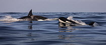 Orca (Orcinus orca) pair surfacing, Monterey Bay, California