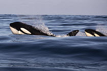 Orca (Orcinus orca) pair surfacing, Monterey Bay, California