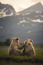 Brown Bear (Ursus arctos) cubs playing, Katmai National Park, Alaska