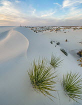 Soaptree Yucca (Yucca elata) in sand dune, White Sands National Monument, New Mexico