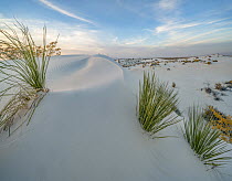 Soaptree Yucca (Yucca elata) in sand dune, White Sands National Monument, New Mexico
