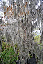 Spanish Moss (Tillandsia usneoides), Florida