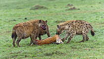 Spotted Hyena (Crocuta crocuta) trio feeding on male Thomson's Gazelle (Eudorcas thomsonii) carcass, Masai Mara, Kenya