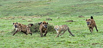Spotted Hyena (Crocuta crocuta) trio chasing sub-adult Cheetah (Acinonyx jubatus) off its kill, Masai Mara, Kenya