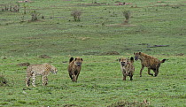 Spotted Hyena (Crocuta crocuta) trio chasing sub-adult Cheetah (Acinonyx jubatus) off its kill, Masai Mara, Kenya