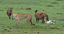 Spotted Hyena (Crocuta crocuta) pair stealing kill of Cheetah (Acinonyx jubatus), Masai Mara, Kenya