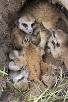 Meerkat (Suricata suricatta) two-week-old pups resting in den with parents, Makgadikgadi Pans, Botswana