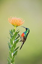 Greater Double-collared Sunbird (Nectarinia afra) male on Pincushion (Leucospernum sp) flower, Western Cape, South Africa