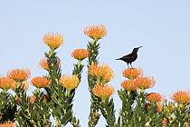 Amethyst Sunbird (Nectarinia amethystina) male on Pincushion (Leucospermum sp) flowers, Western Cape, South Africa