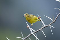 Cape Weaver (Ploceus capensis) female perching on thorny branch, Western Cape, South Africa