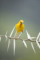 Cape Weaver (Ploceus capensis) male perching on thorny branch, Western Cape, South Africa