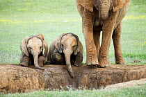 African Elephant (Loxodonta africana) calves with adult at waterhole, Addo National Park, South Africa. Sequence 1 of 4