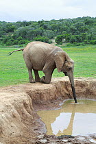 African Elephant (Loxodonta africana) drinking, Addo National Park, South Africa