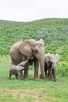 African Elephant (Loxodonta africana) mother and calves, Addo National Park, South Africa
