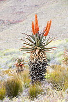 Cape Aloe (Aloe ferox) flowering, Gamkaberg Nature Reserve, South Africa